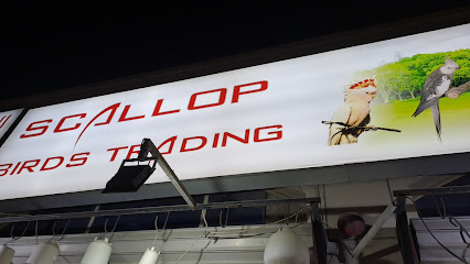 Scallop birds - Abu Dhabi -
