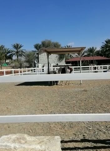 مسافي لتجاره - Abu Dhabi -