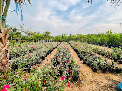 Al Amerey Nurseries -  - +971 58 160 0552