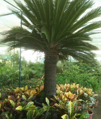Creative Garden Landscaping Company. LLC -  - +971 50 232 7444