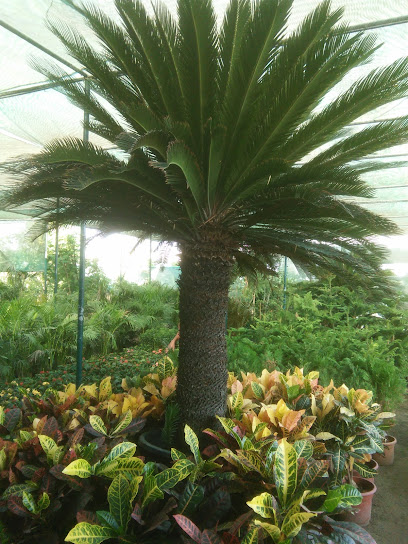 Creative Garden Landscaping Company. LLC - United Arab Emirates|Warsan 3 - Dubai|إ44