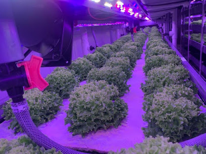 Mayasim agricultural marketing LLC Vertical farming in UAE -  -