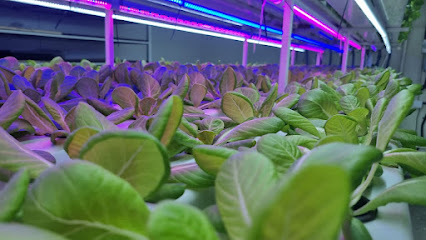 The Growin -  - +971 52 976 1995