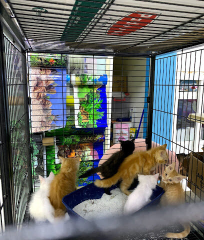 Animal House RAK - Abu Dhabi - +971 56 918 5455