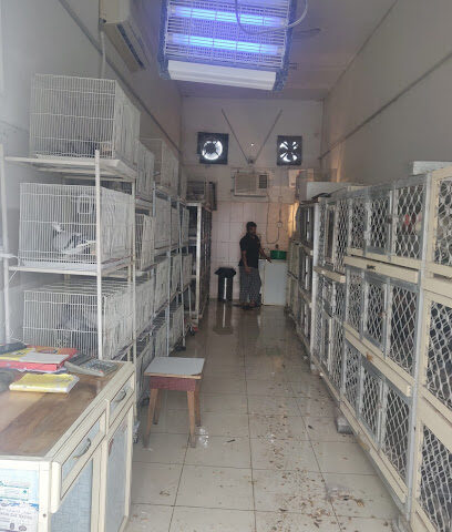 Abu Mohammed birds - Abu Dhabi - +971 55 613 6006