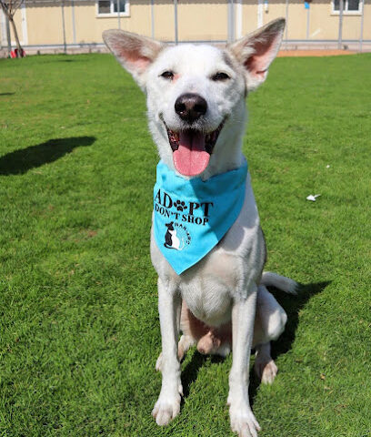 RAK Animal Welfare Centre - Abu Dhabi - +971 7 243 3184