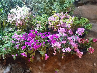 Al Noon Nursery -  -