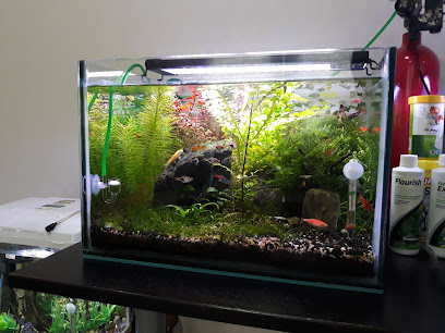 SHERKWHELM VIRGINLION - Abu Dhabi - +971 2 554 0873