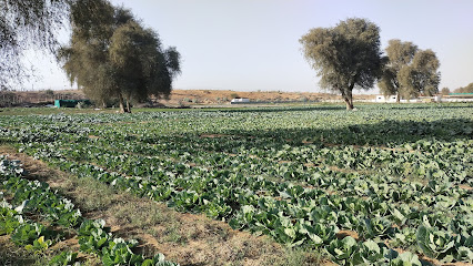 Green Fort Farm -  - +971 56 525 6831